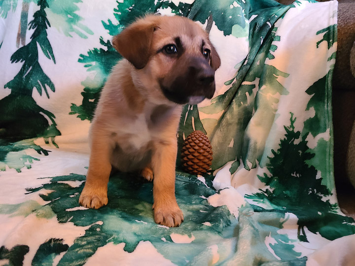 chinook puppy